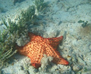 Caribbean Boat Charters